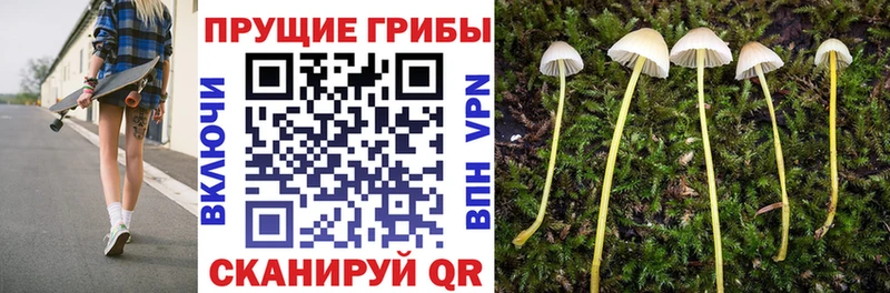 Галлюциногенные грибы Psilocybe  Купить где  Троицк 